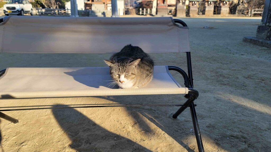 四王子神社地域猫